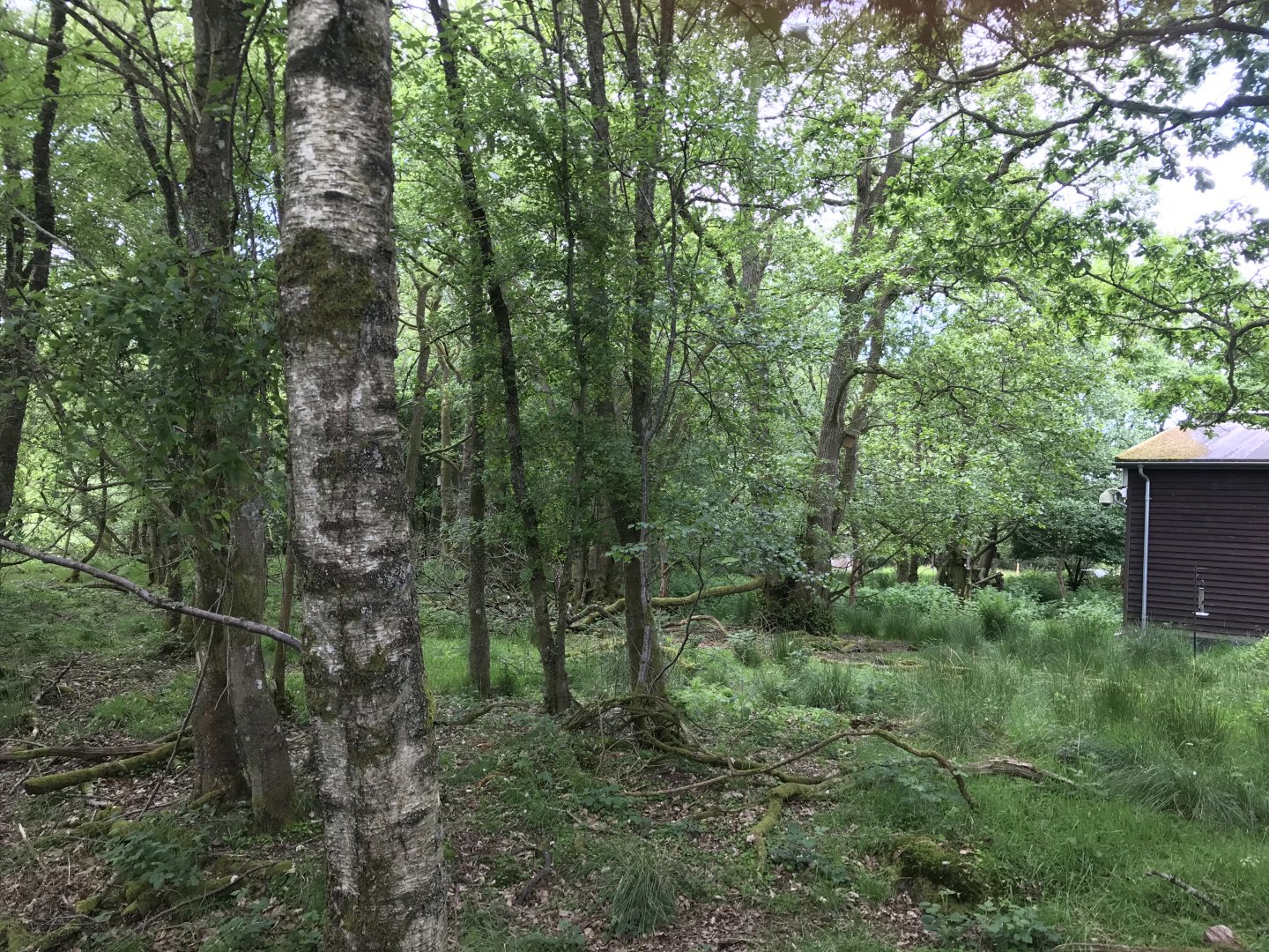View of woodland (Loch of the Lowes nature reserve)