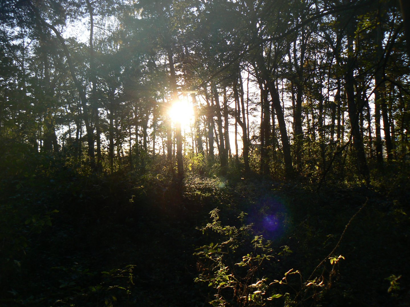 View of Woods - 1 November 2018