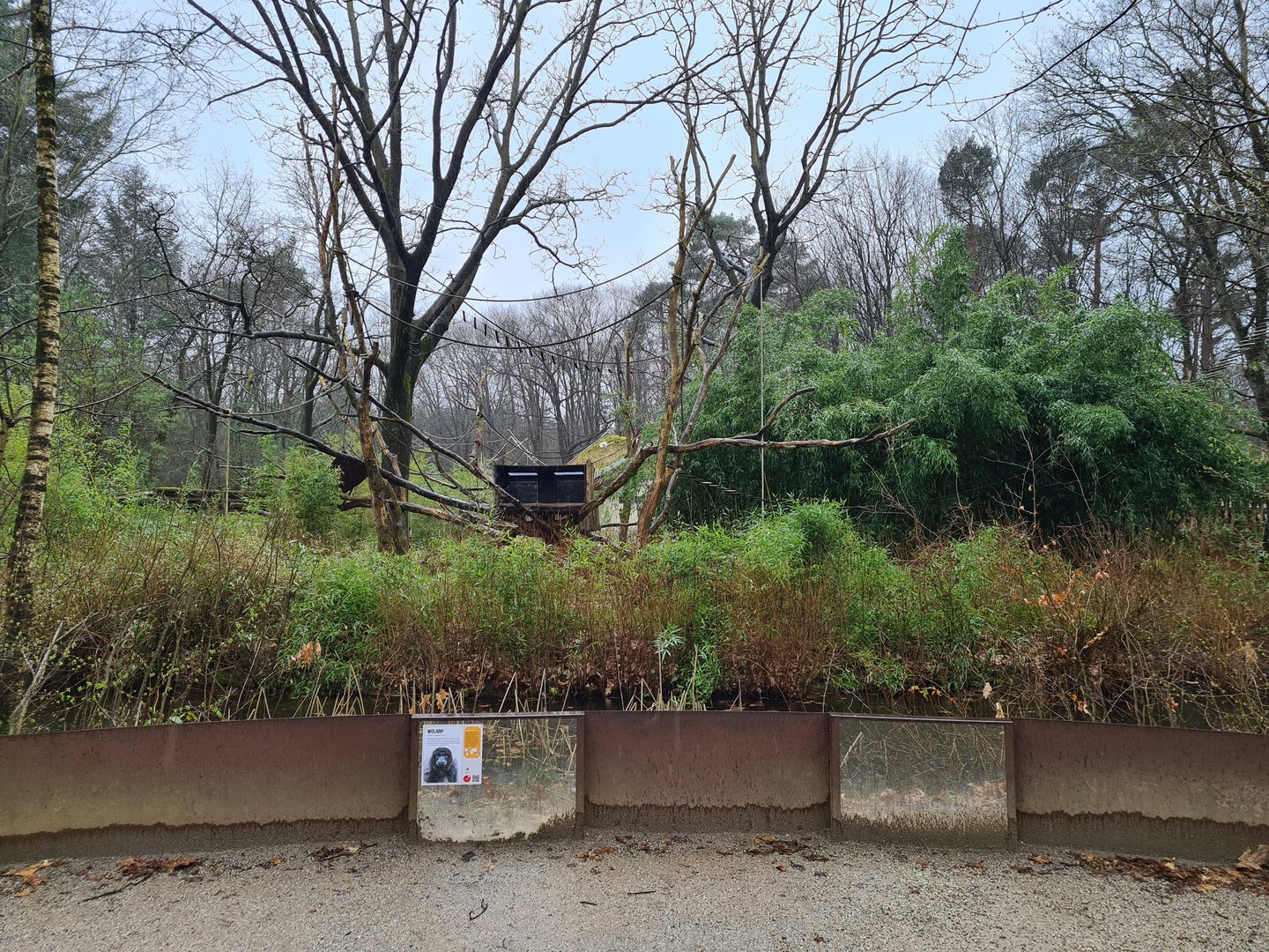 View of Woolly monkey island from Callitrichid forest