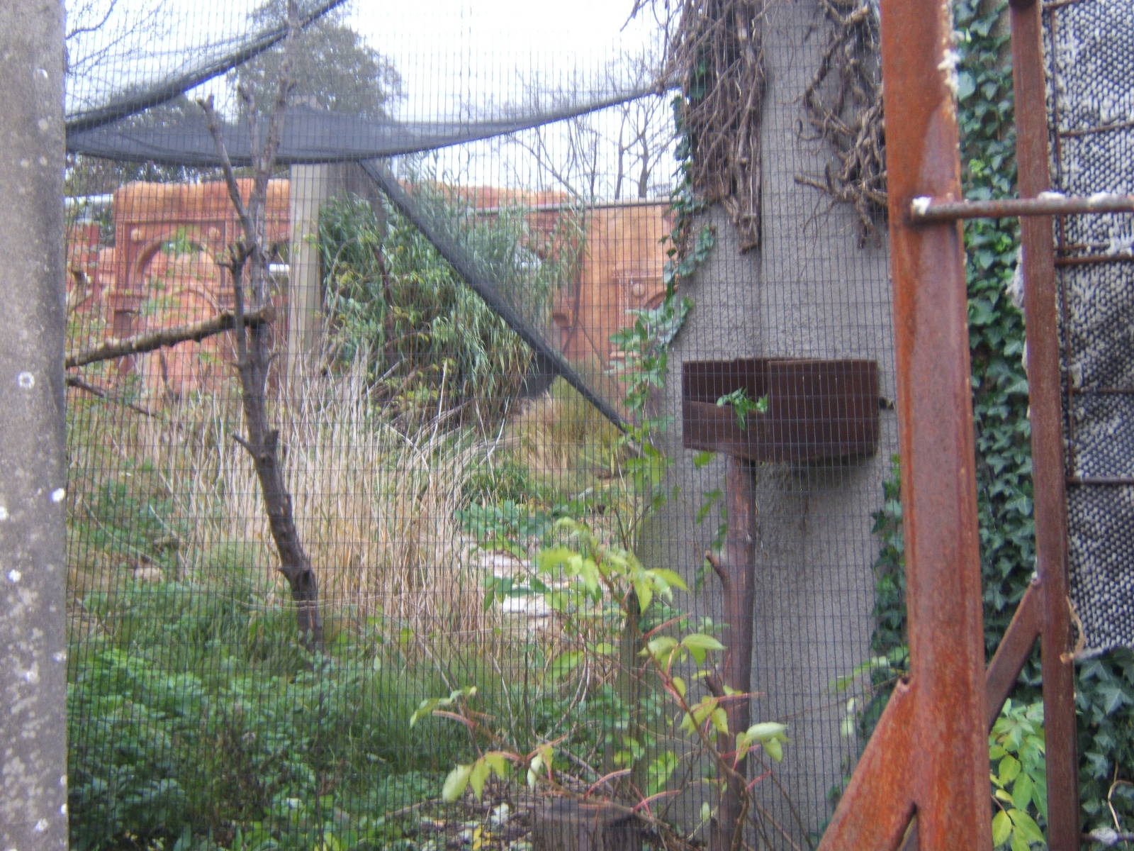 View of work for new Asian Lion enclosure
