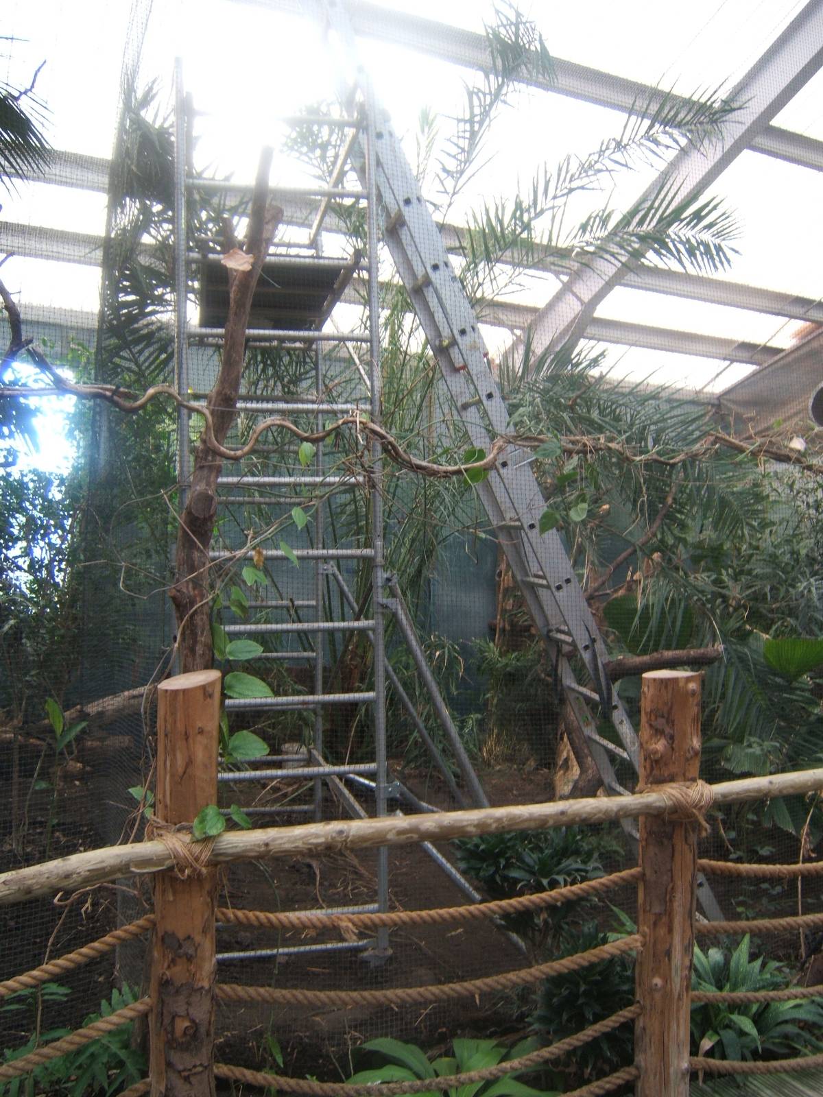 View of work in the old Red Bird of Paradise Aviary