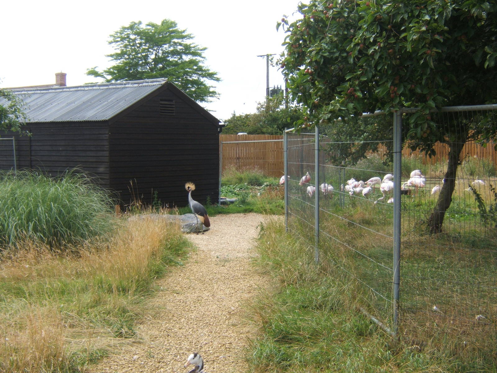 View of work on Greater Flamingo enclosure