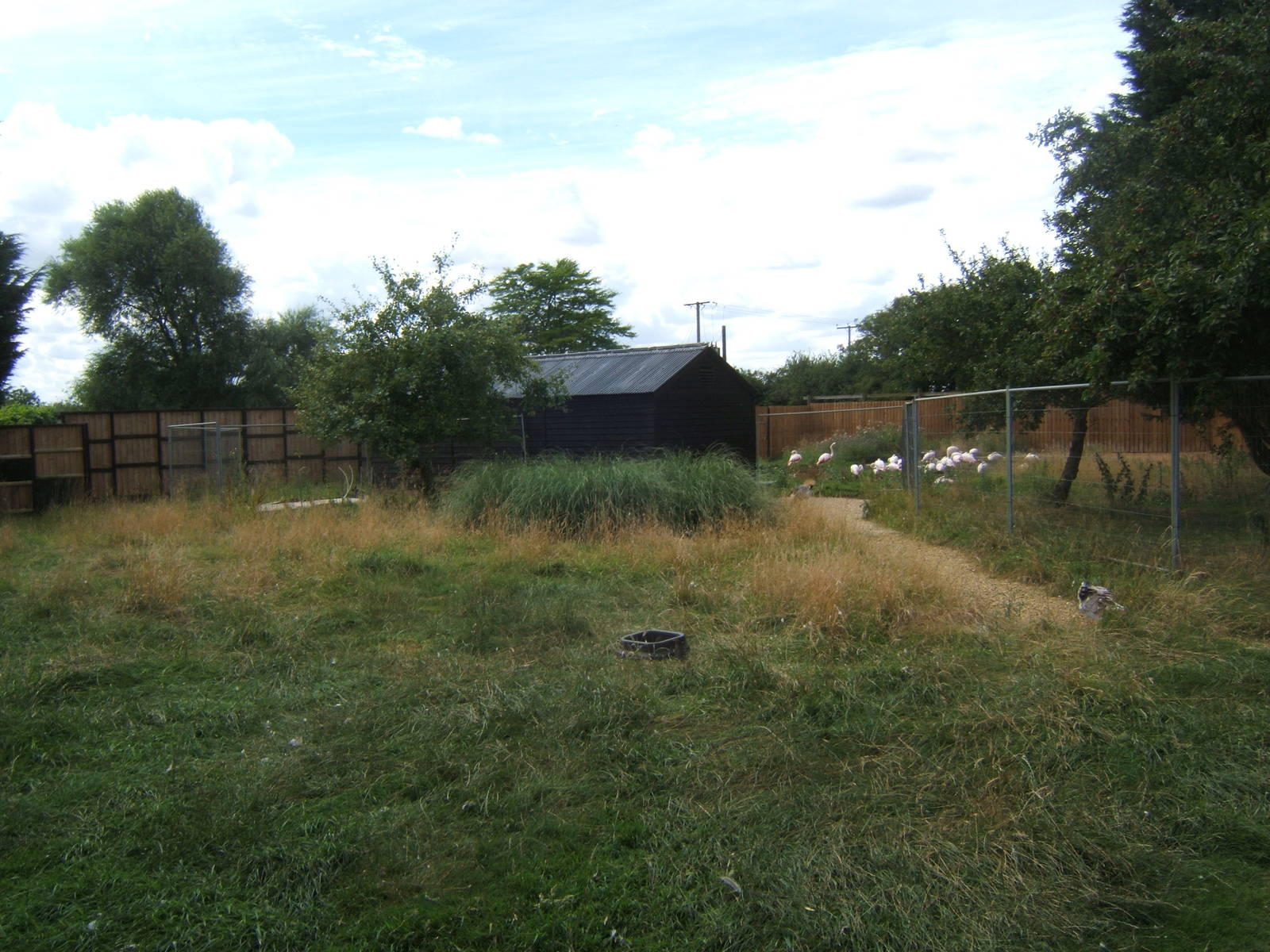 View of work on Greater Flamingo enclosure