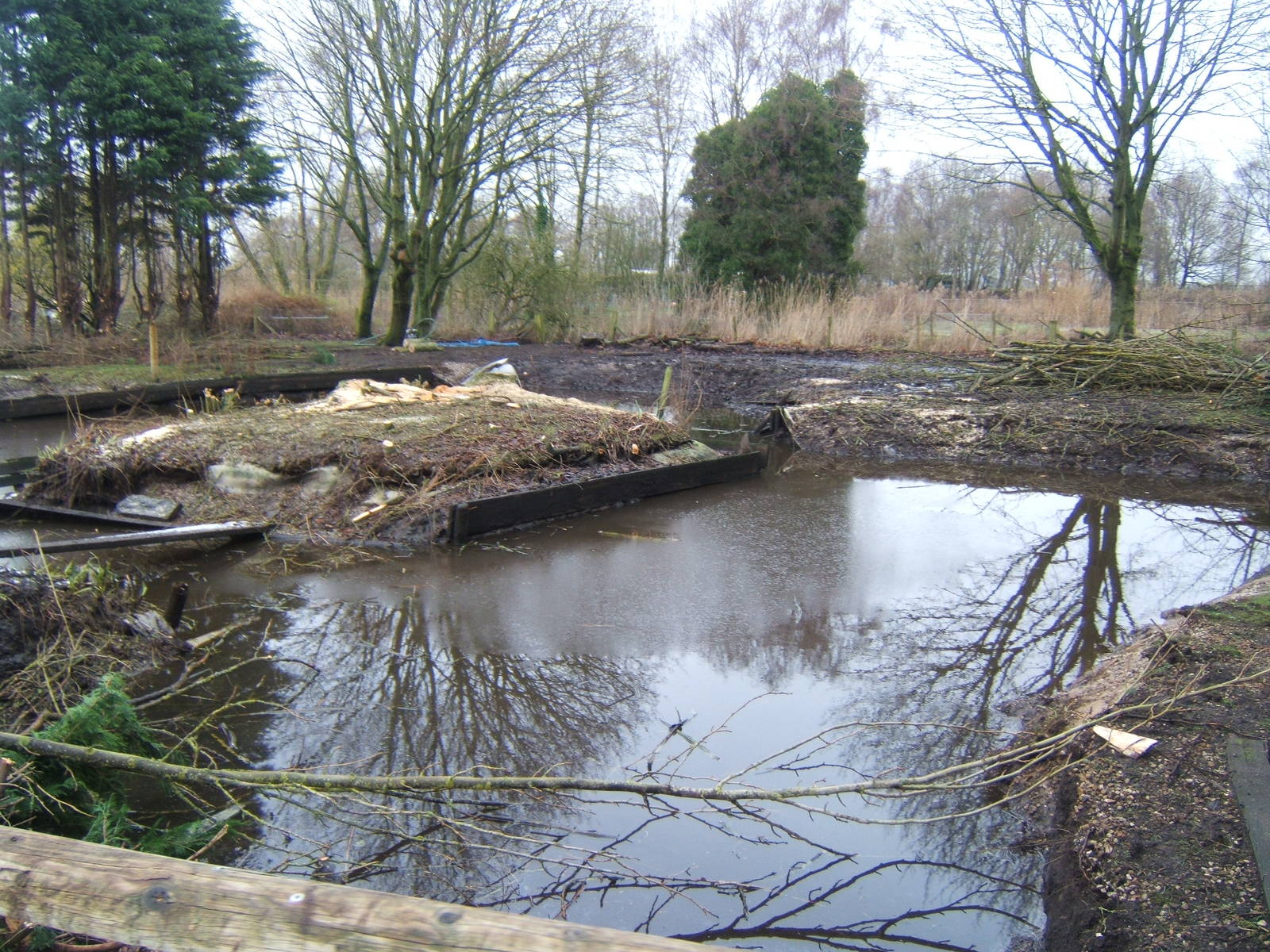 View of work on new Northern Swamps and forest exhibit
