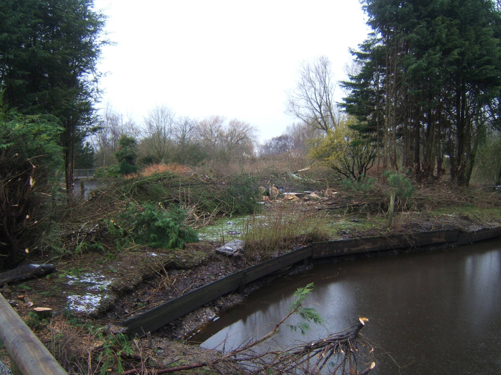 View of work on new Northern Swamps and forest exhibit