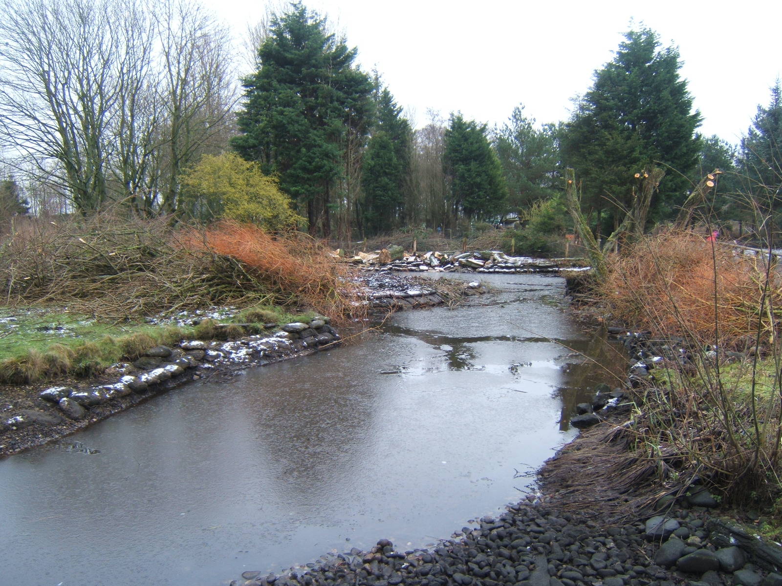View of work on new Northern Swamps and forest exhibit