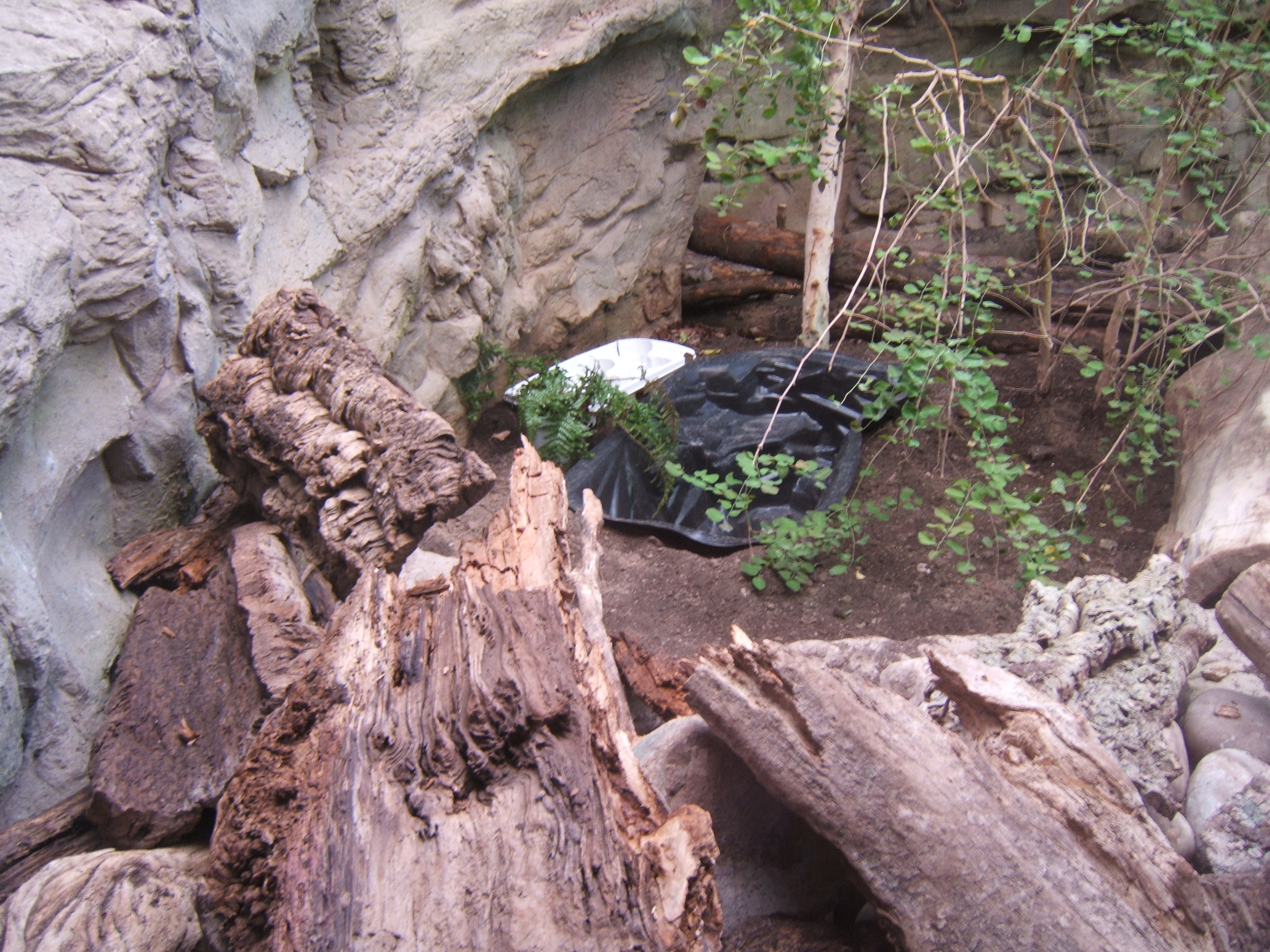 View of work on new Turtle exhibit in Dragons in danager