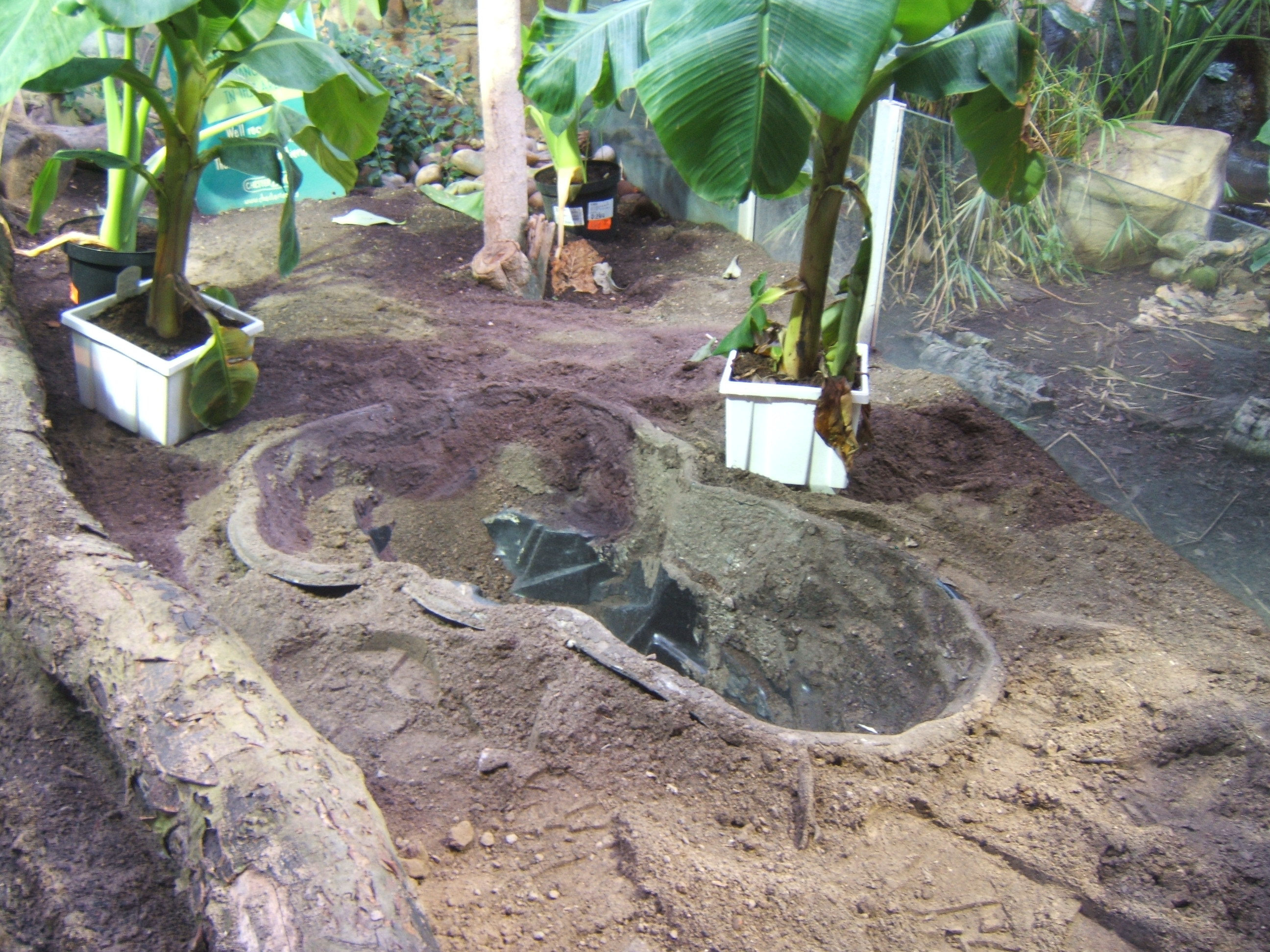View of work on new Turtle exhibit in Dragons in danger