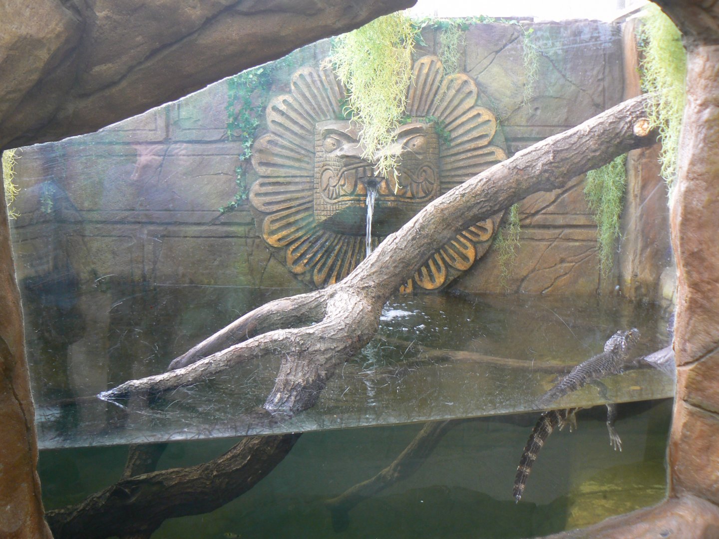 View of Yacare Caiman Water Area - 10 April 2017