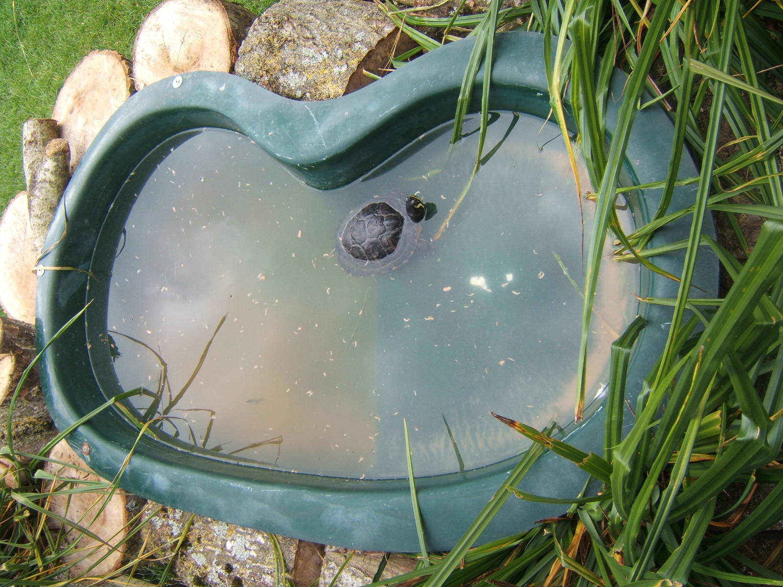 View of Yellow-bellied Slider exhibit