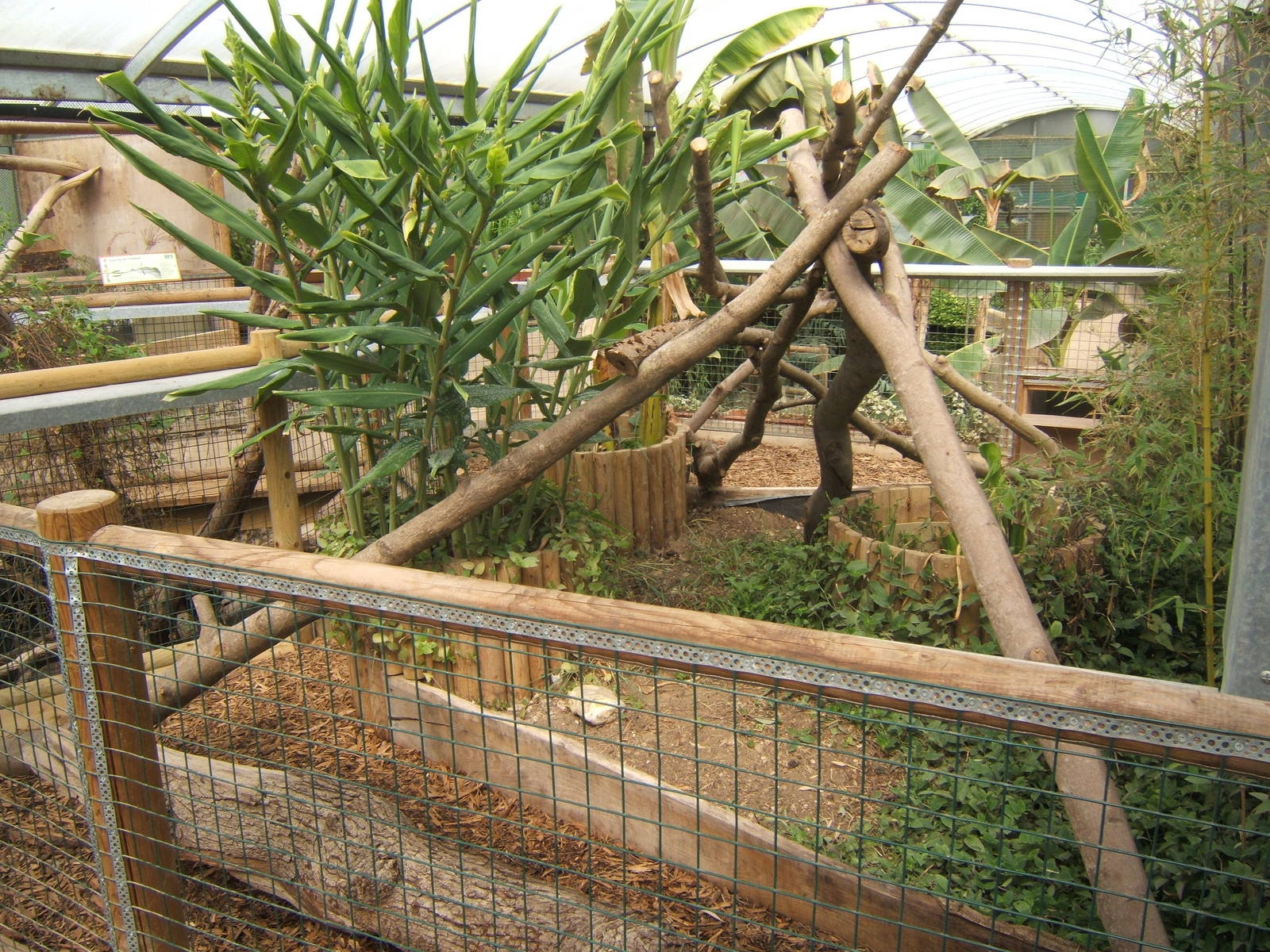 View of Yellow-footed Tortoise and Green Iguana exhibit