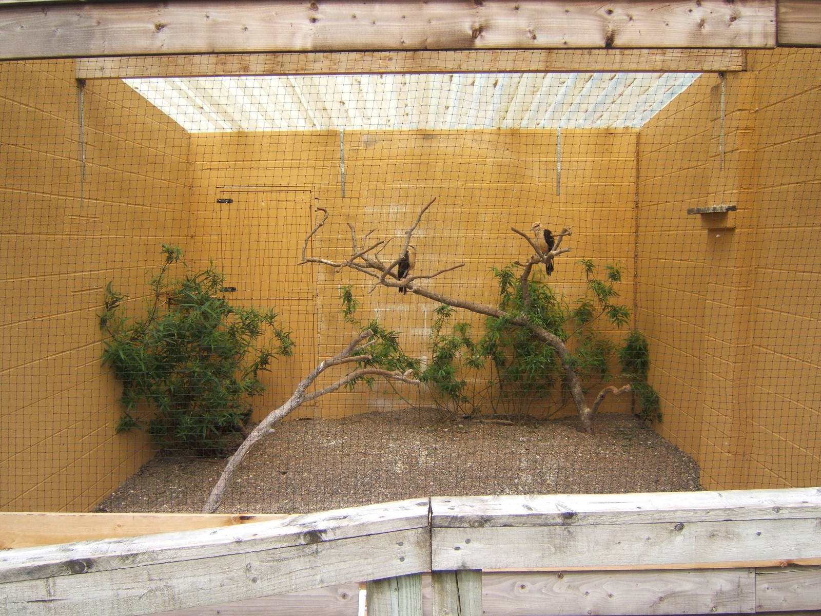 View of Yellow-headed Caracara Aviary