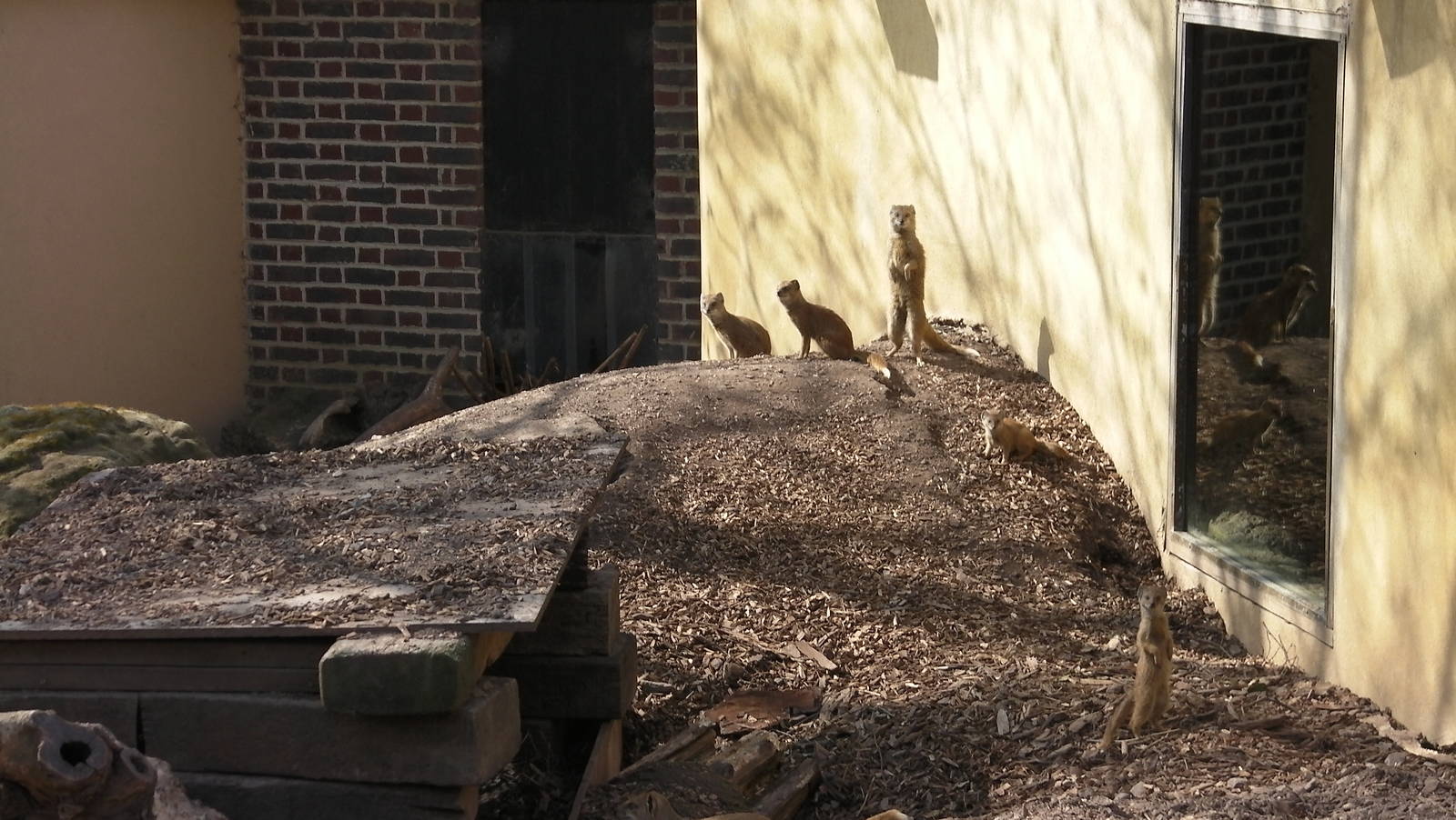 View of Yellow Mongoose Enclosure - 24.03.2012