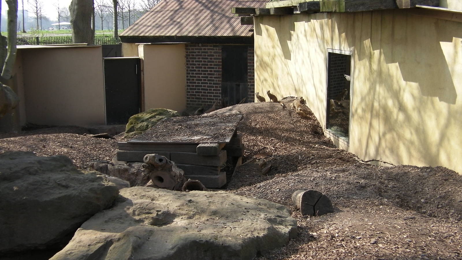View of Yellow Mongoose Enclosure - 24.03.2012