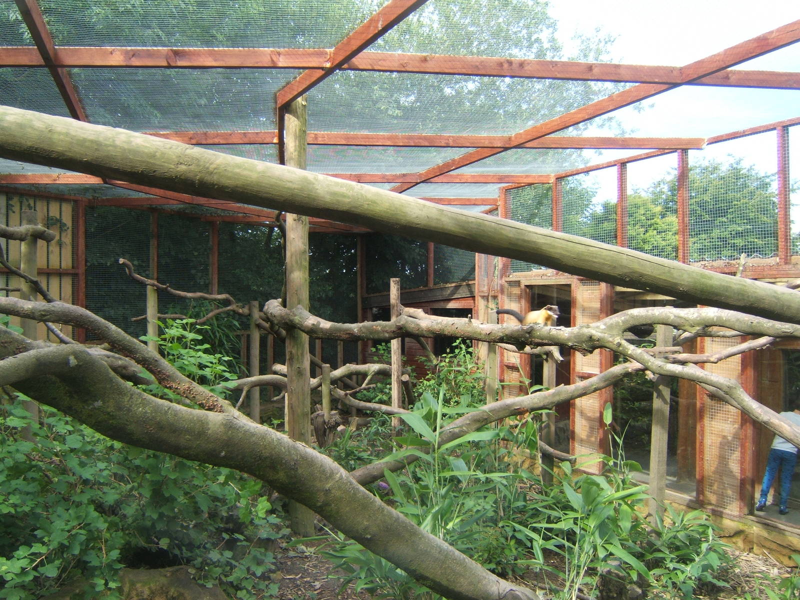 View of Yellow-throated Marten enclosure
