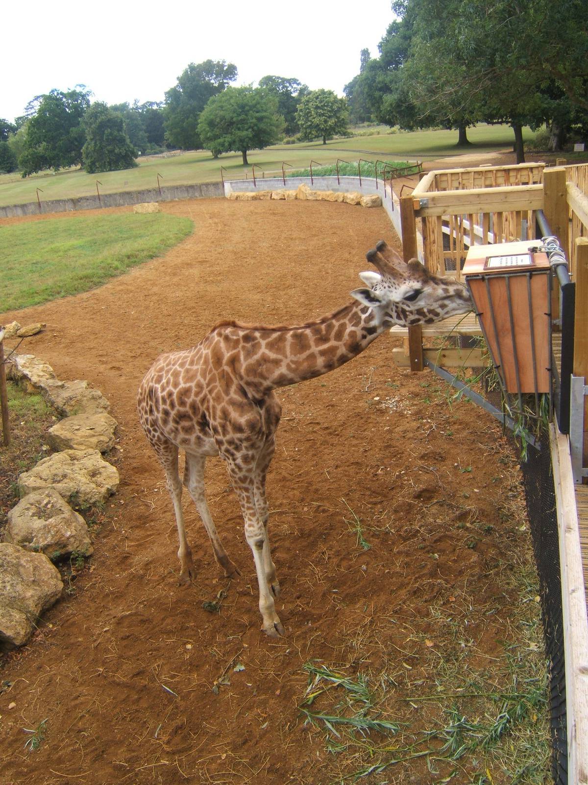 View off ramp up to Giraffe House