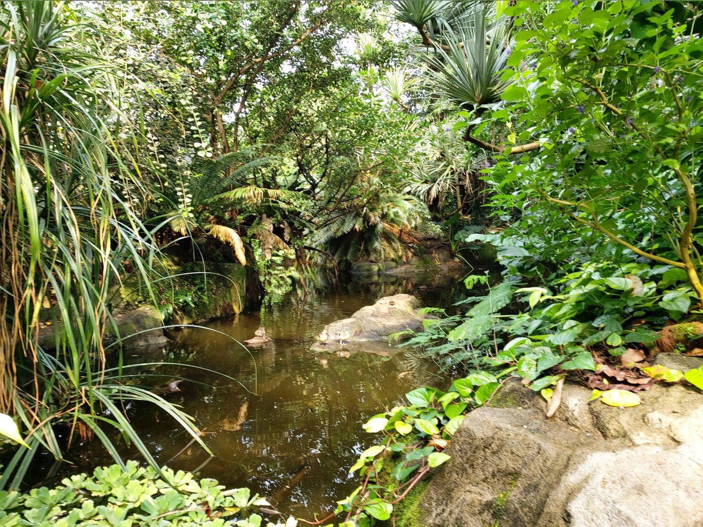 View on a pond (July 2020)