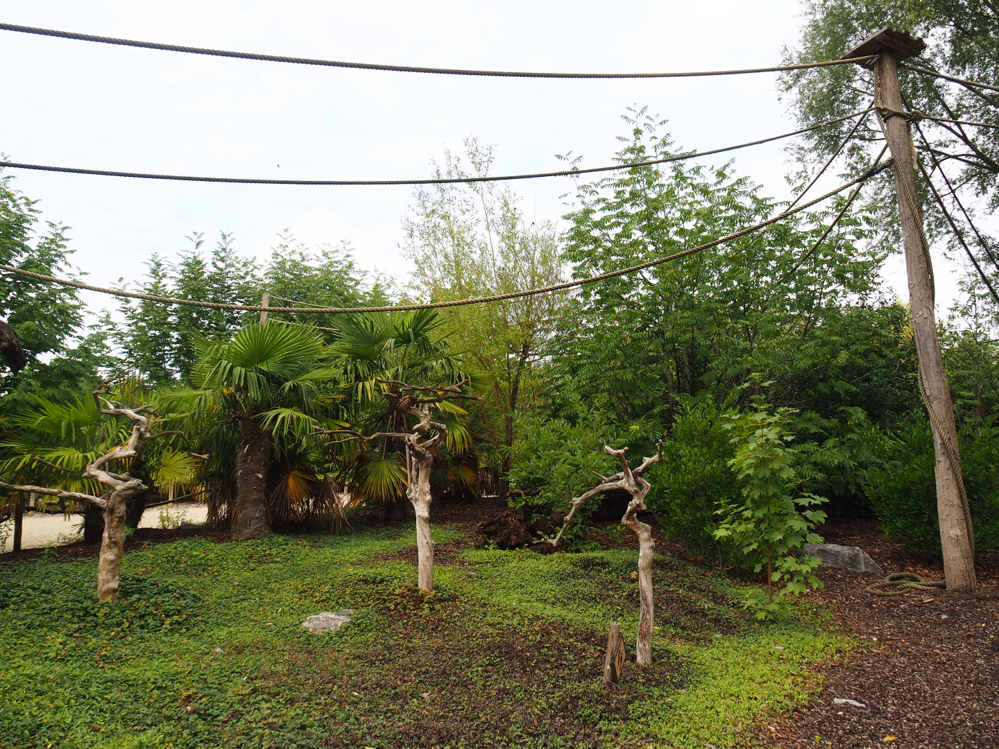 View on Black-and-gold howler monkey walk-through island, 2022-09-15