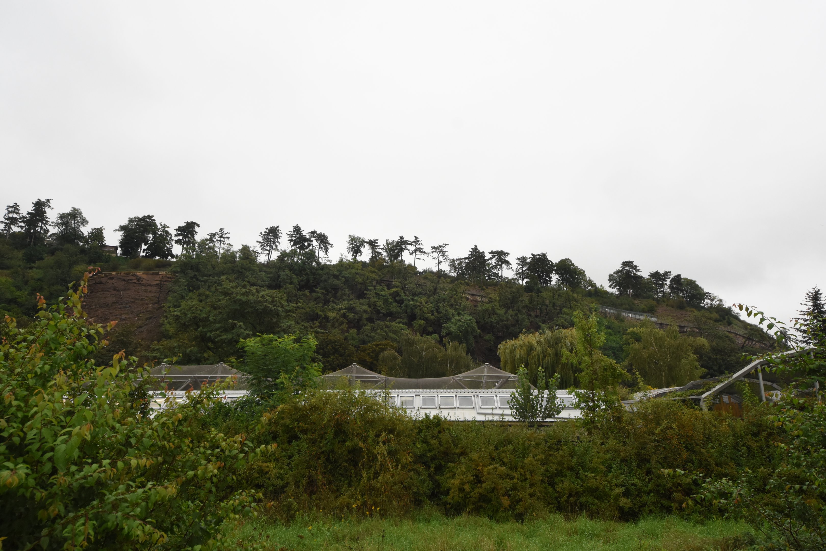 View on Mountain ungulate cliff