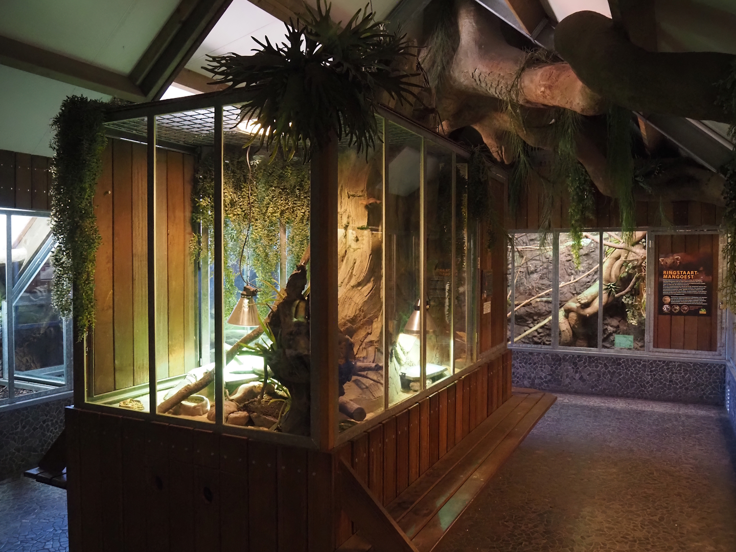 View on the animal attic - Uromastyx terrarium and Ring-tailed vontsira exhibit, 2025-04-12