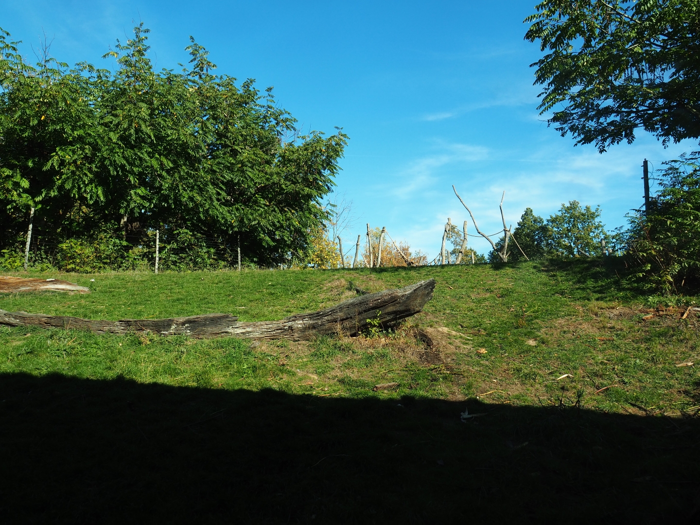View onto the Western lowland gorilla - Black crested mangabey island from the gorilla house visitor area (Oct 13th, 2018)