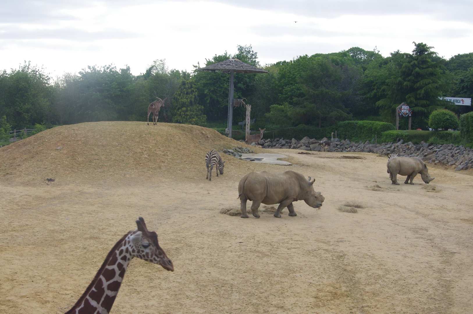 View out into the Kingdom of The Wild paddock from the balcony- 6/2/2023