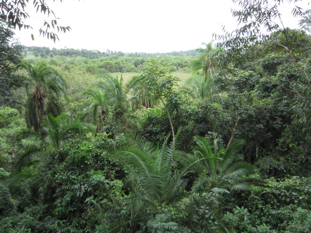 View over Bigodi Swamp
