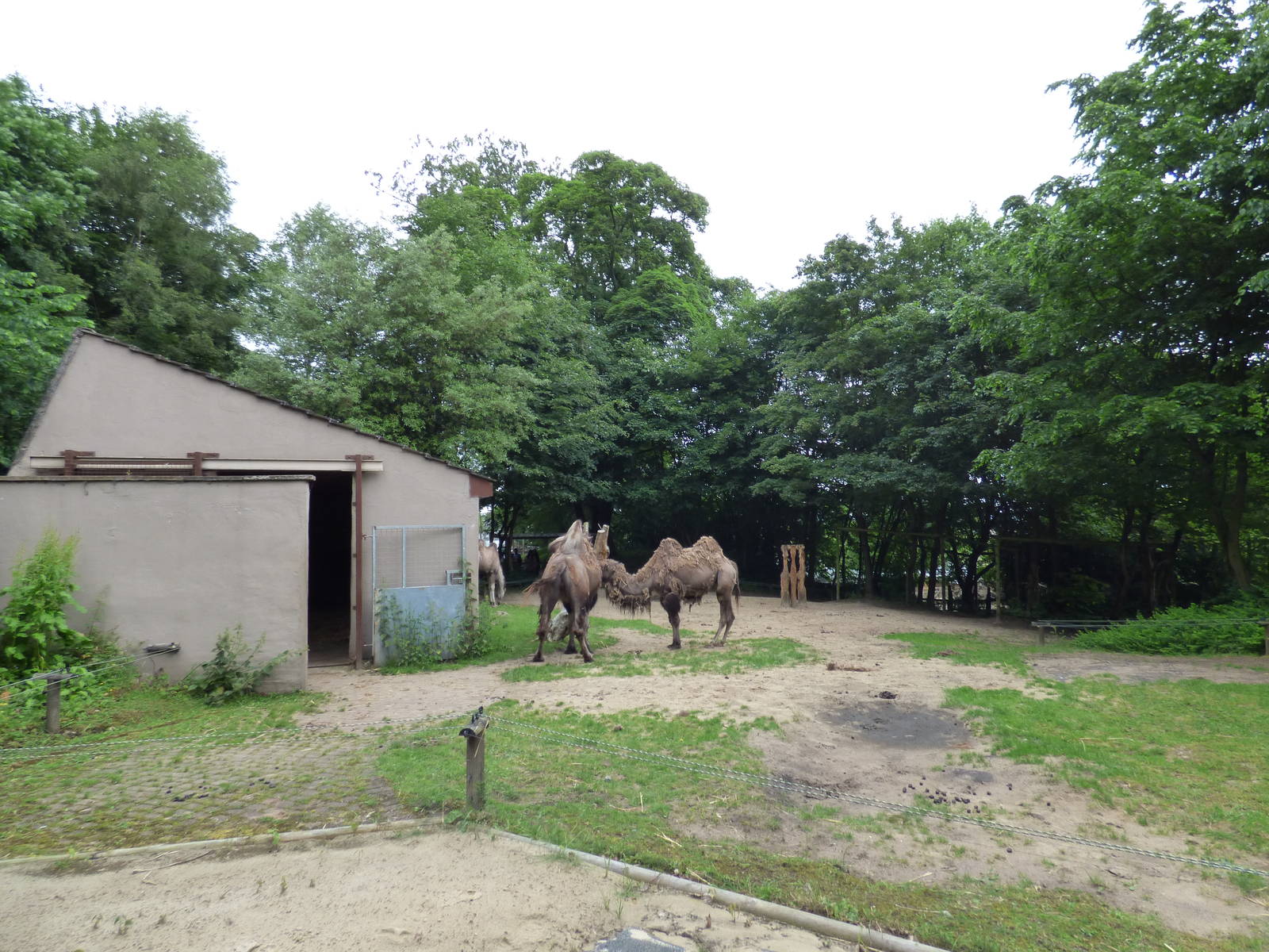 View over Camel Enclosure