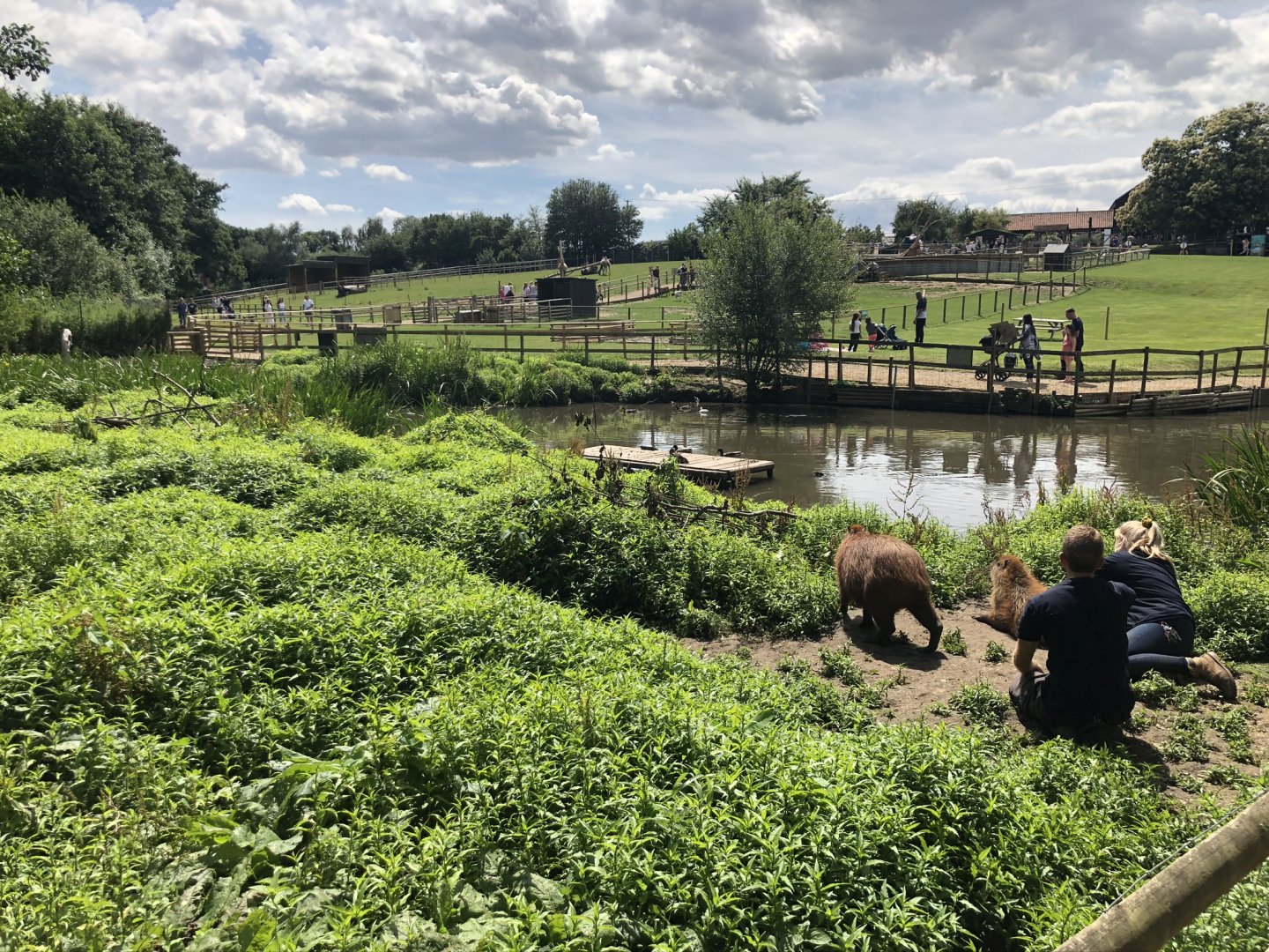View over capybara enclosure