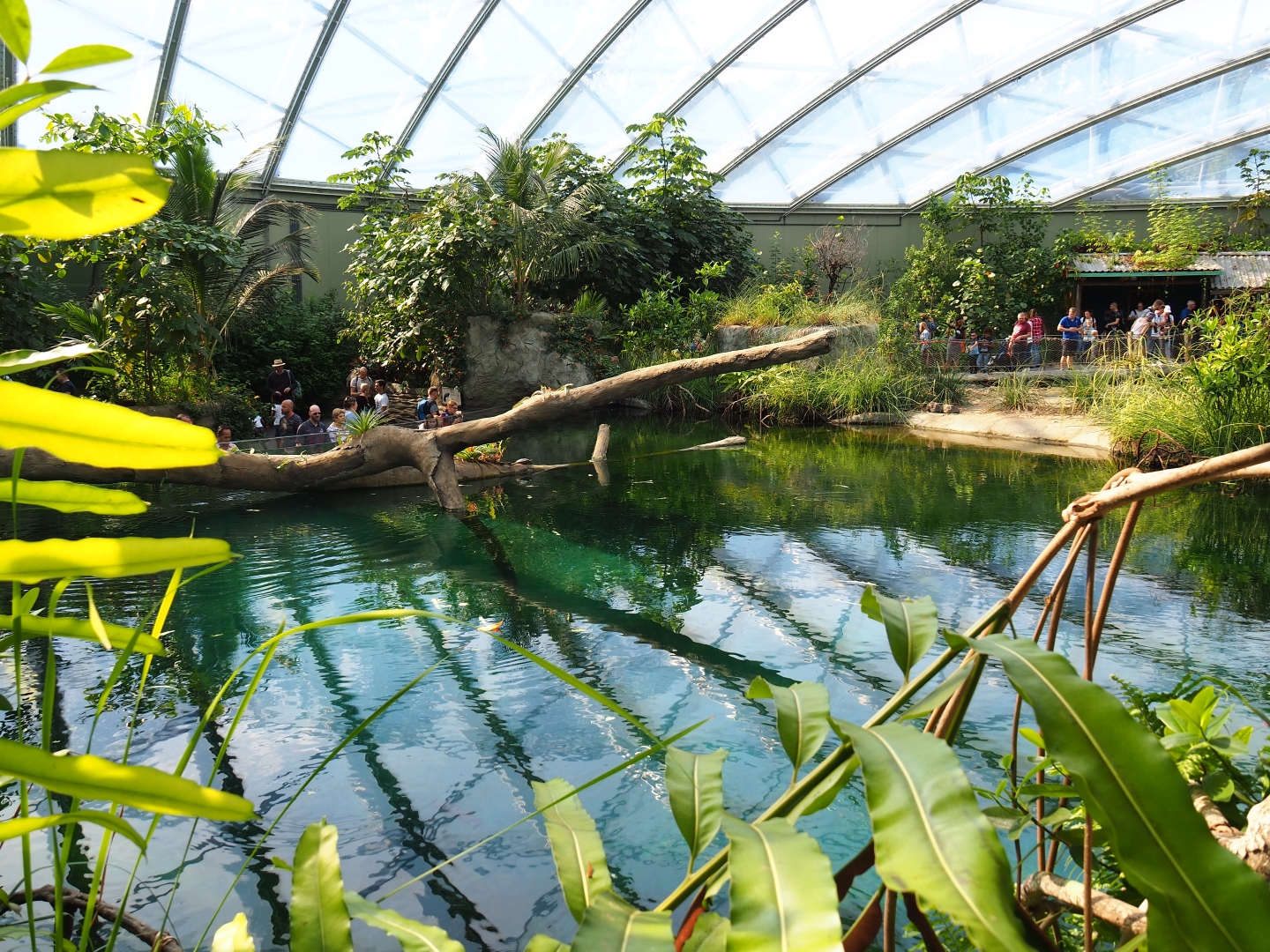 View over manatee pool (Sep 16th, 2018)