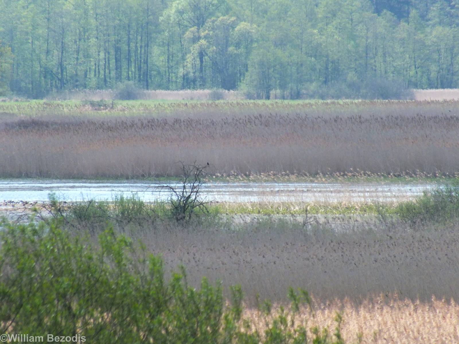 View over Marsh - Biebrza Marshes