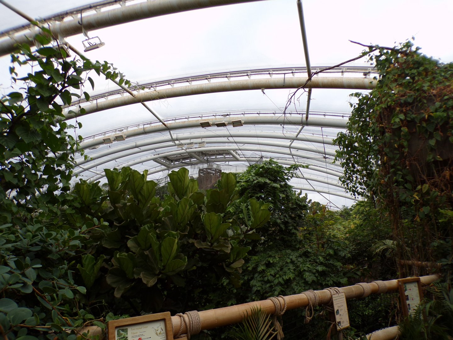 View over Monsoon forest 29.6.24