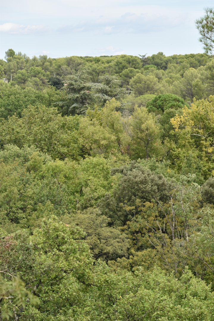 View over relatively untouched forest from the zoo