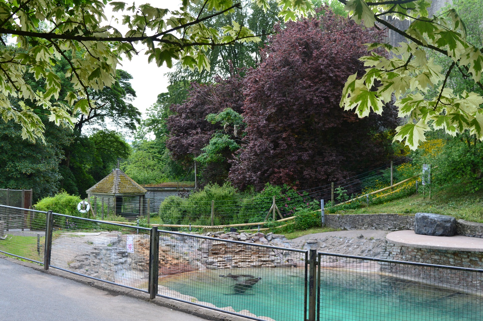 View over sea lions towards gibbon enclosure