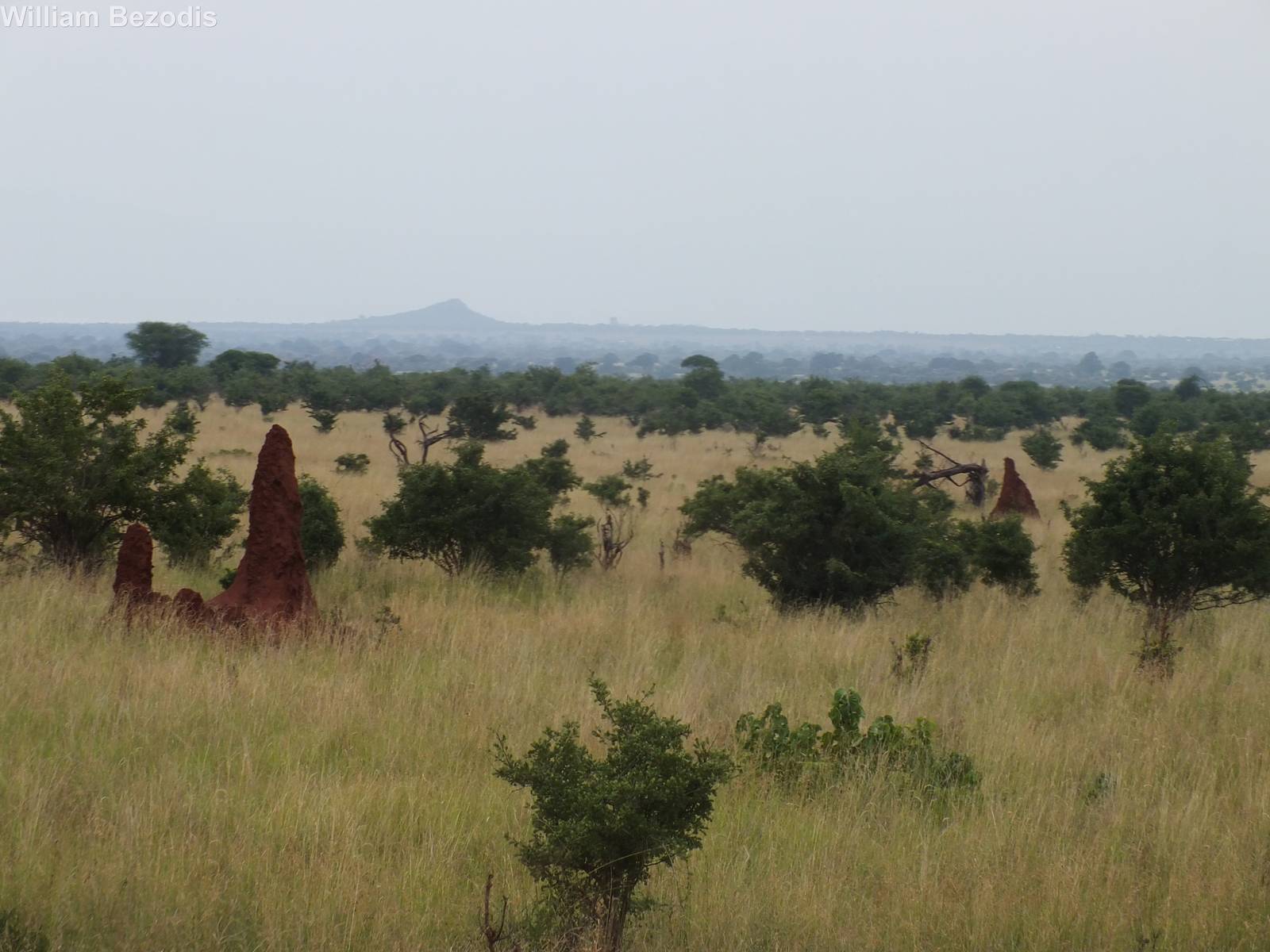 View Over Tarangire with Termite Mounds