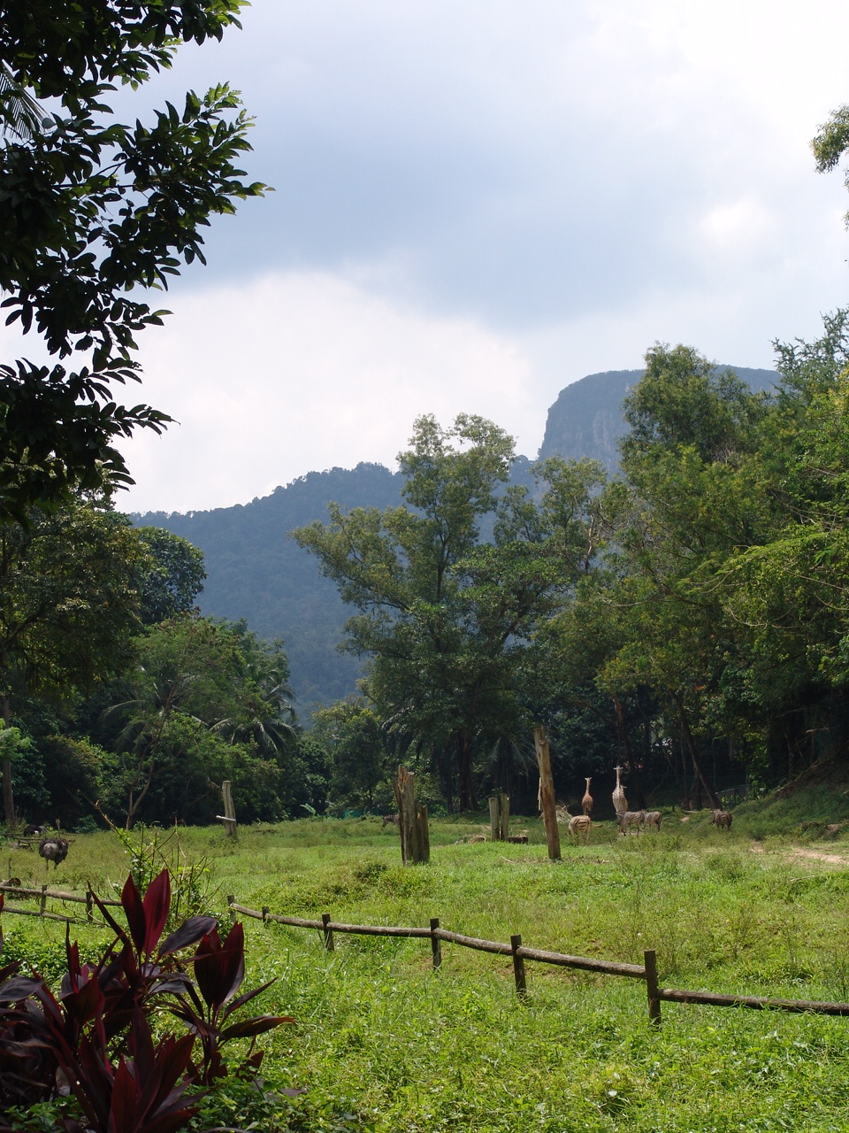 View over the African Savanne Enclosure