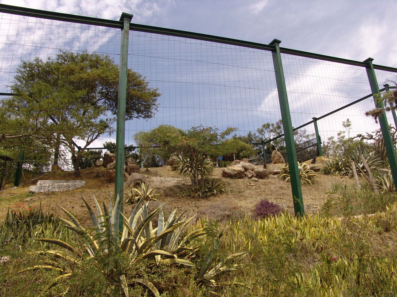 View over the Andean Condors' (Vultur gryphus) huge aviary