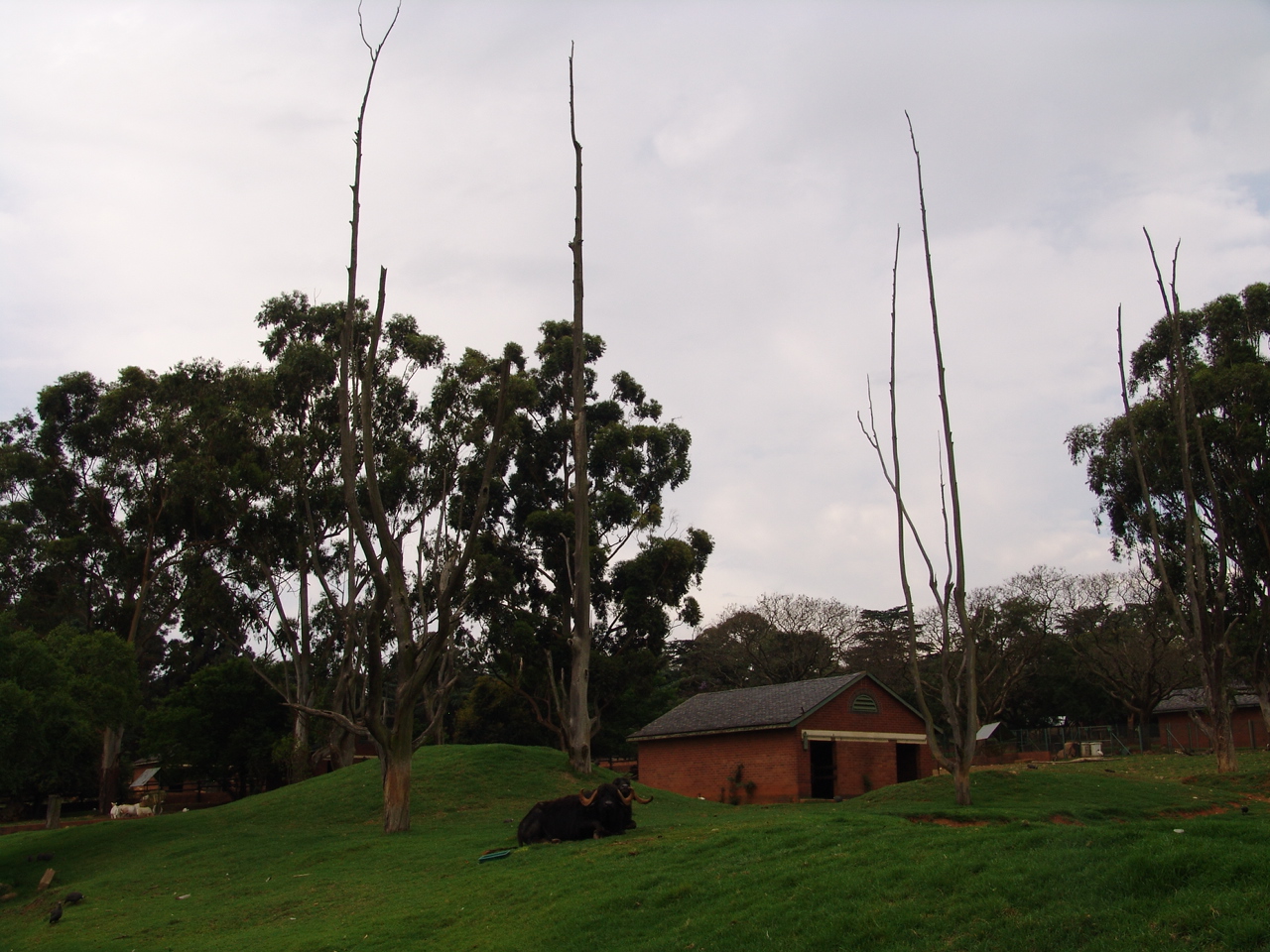 View over the Asiatic Water Buffalos' (Bubalus bubalis) enclosure