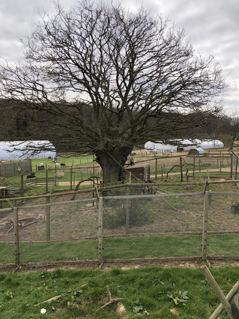 View over the coati enclosure (winter)