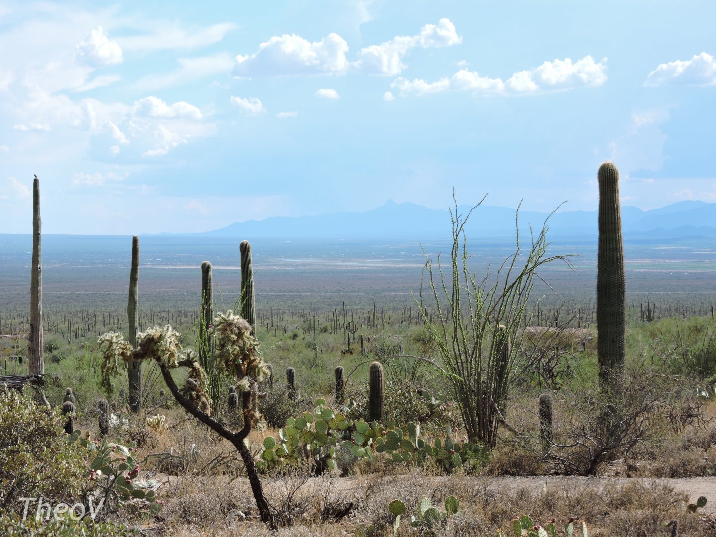 View over the desert [2015]