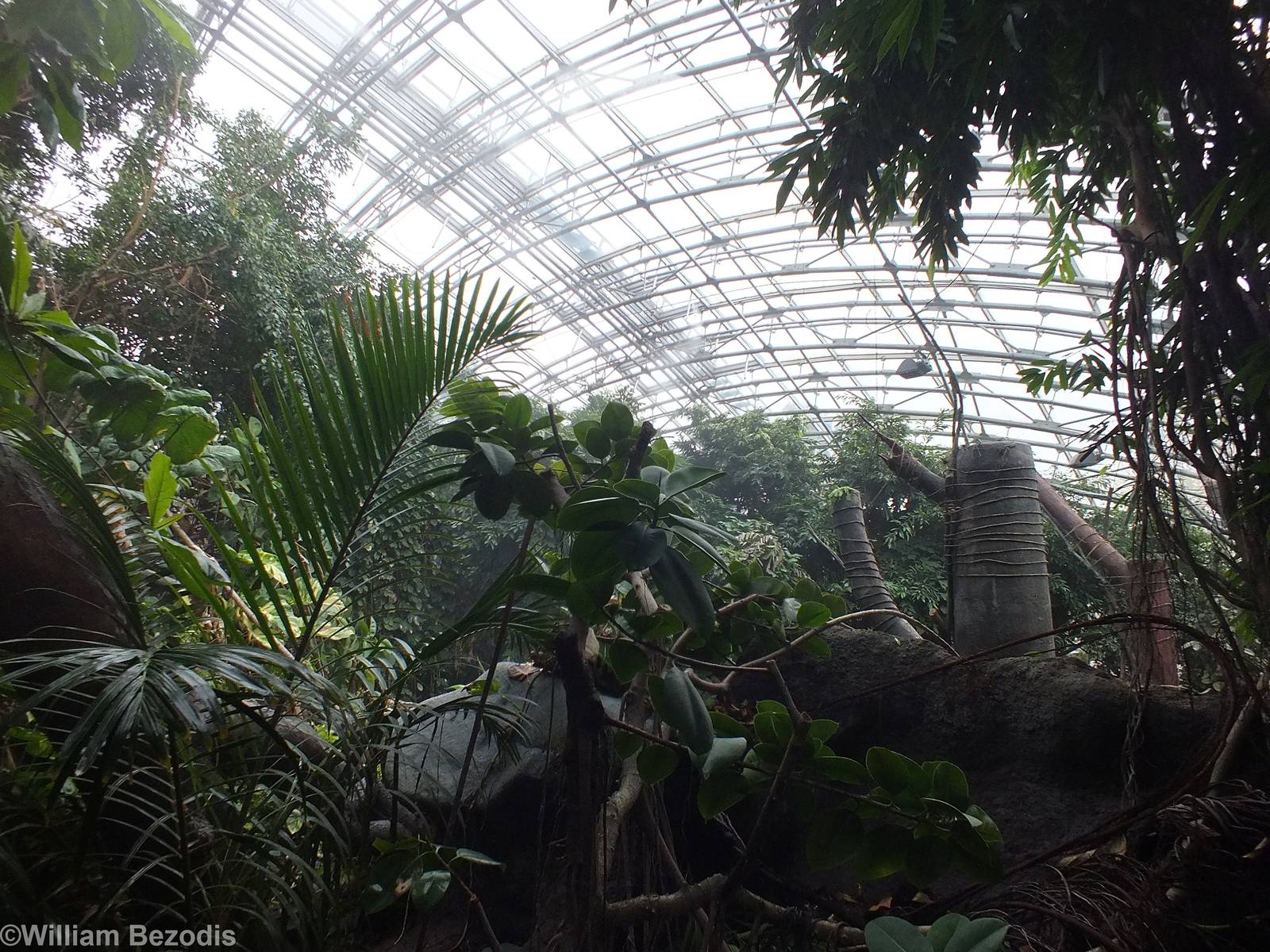 View over the Indonesian Jungle Pavilion