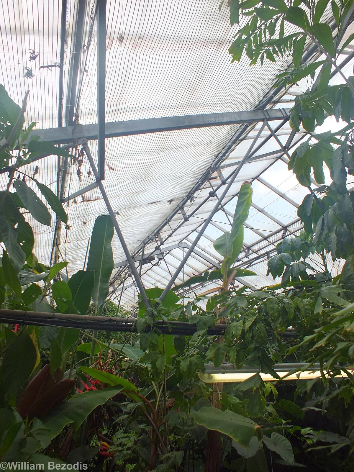 View Over the Main Rainforest Building