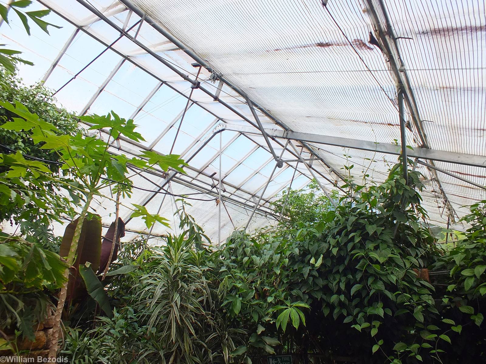 View Over the Main Rainforest Building