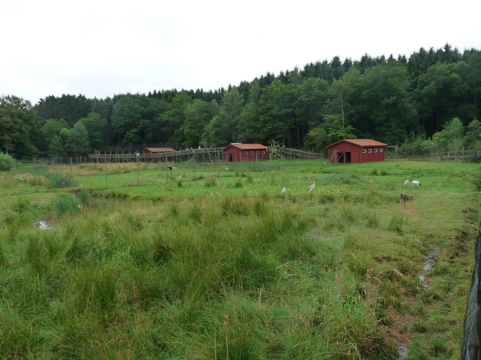 View over the stork, crane & goose enclosures