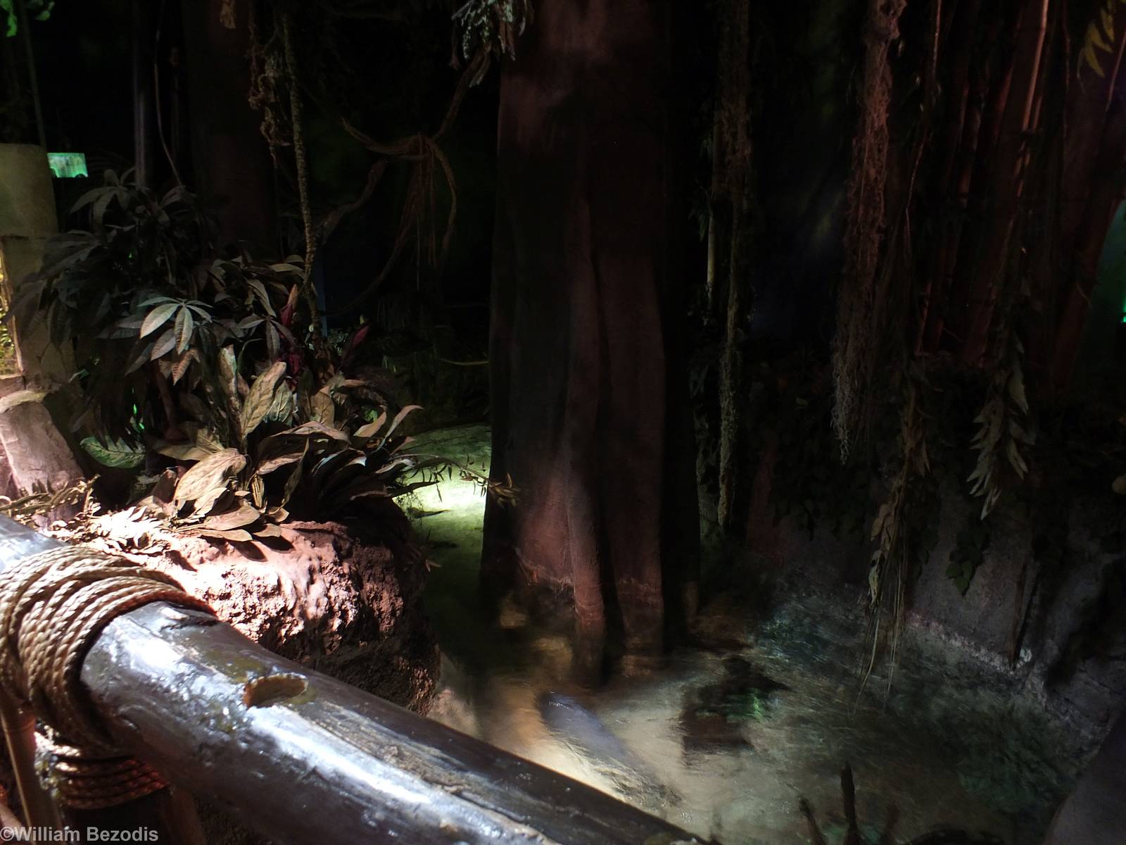 View - Rainforest Section