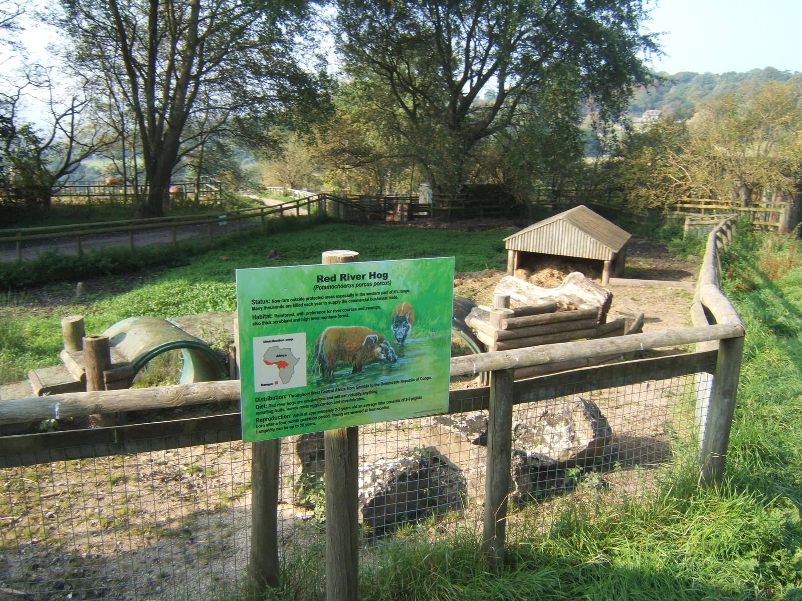View Red River Hog enclosure