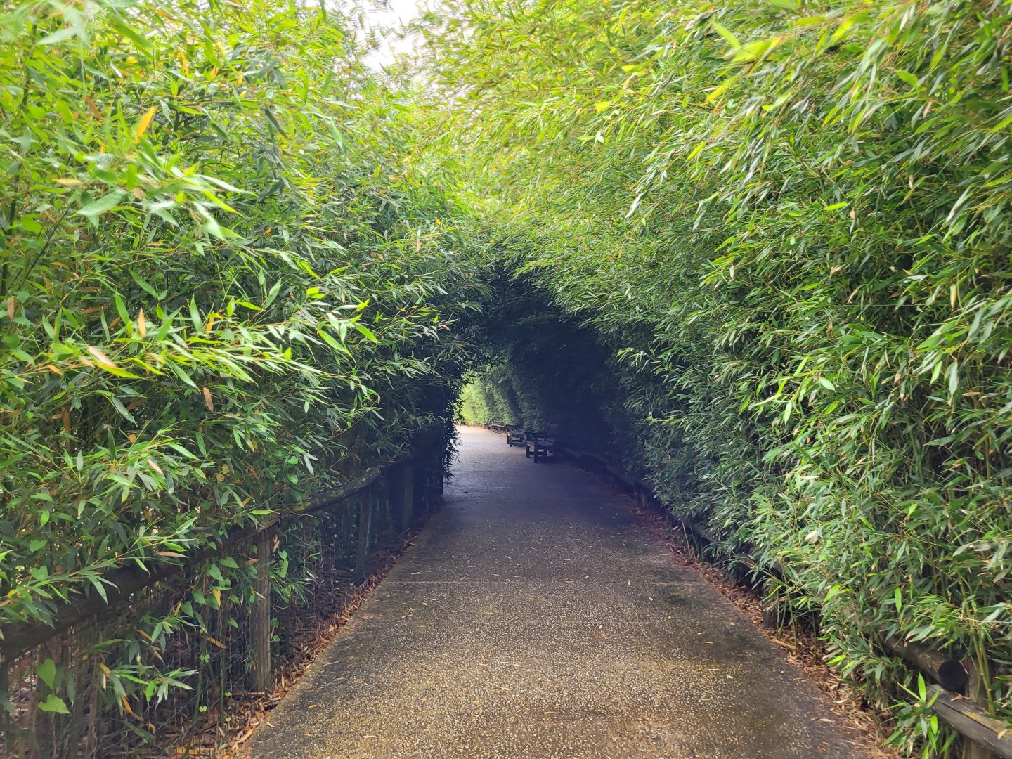 View thorwards okapi house -Zoo du bassin d'Arcachon (2024)