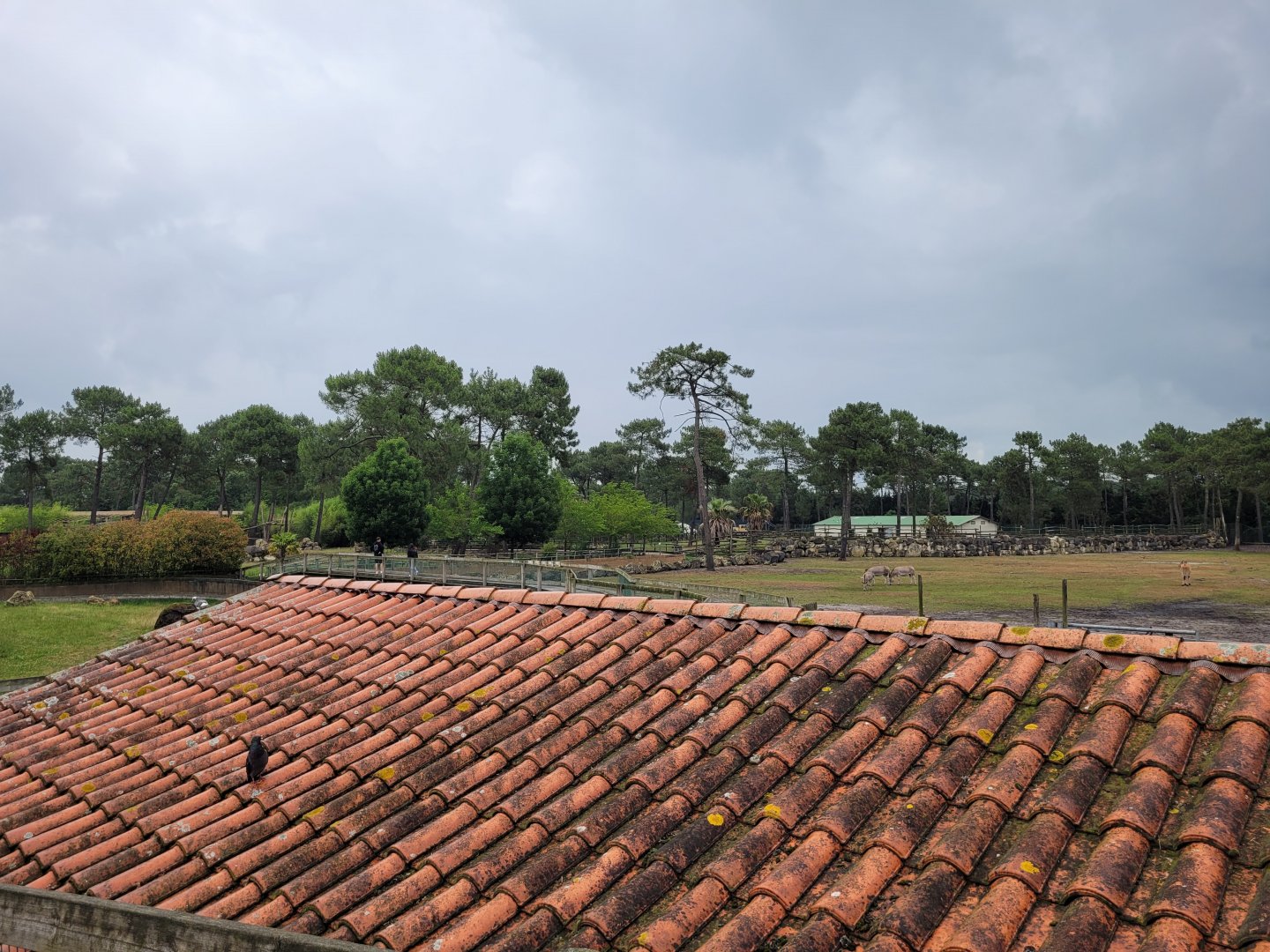 View thorwards the savannah -Zoo du bassin d'Arcachon (2024)