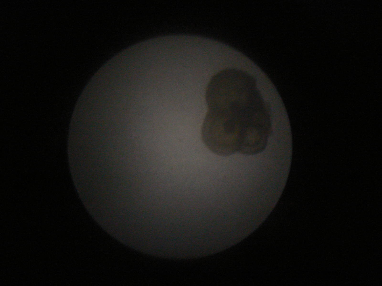 View Through Microscope.