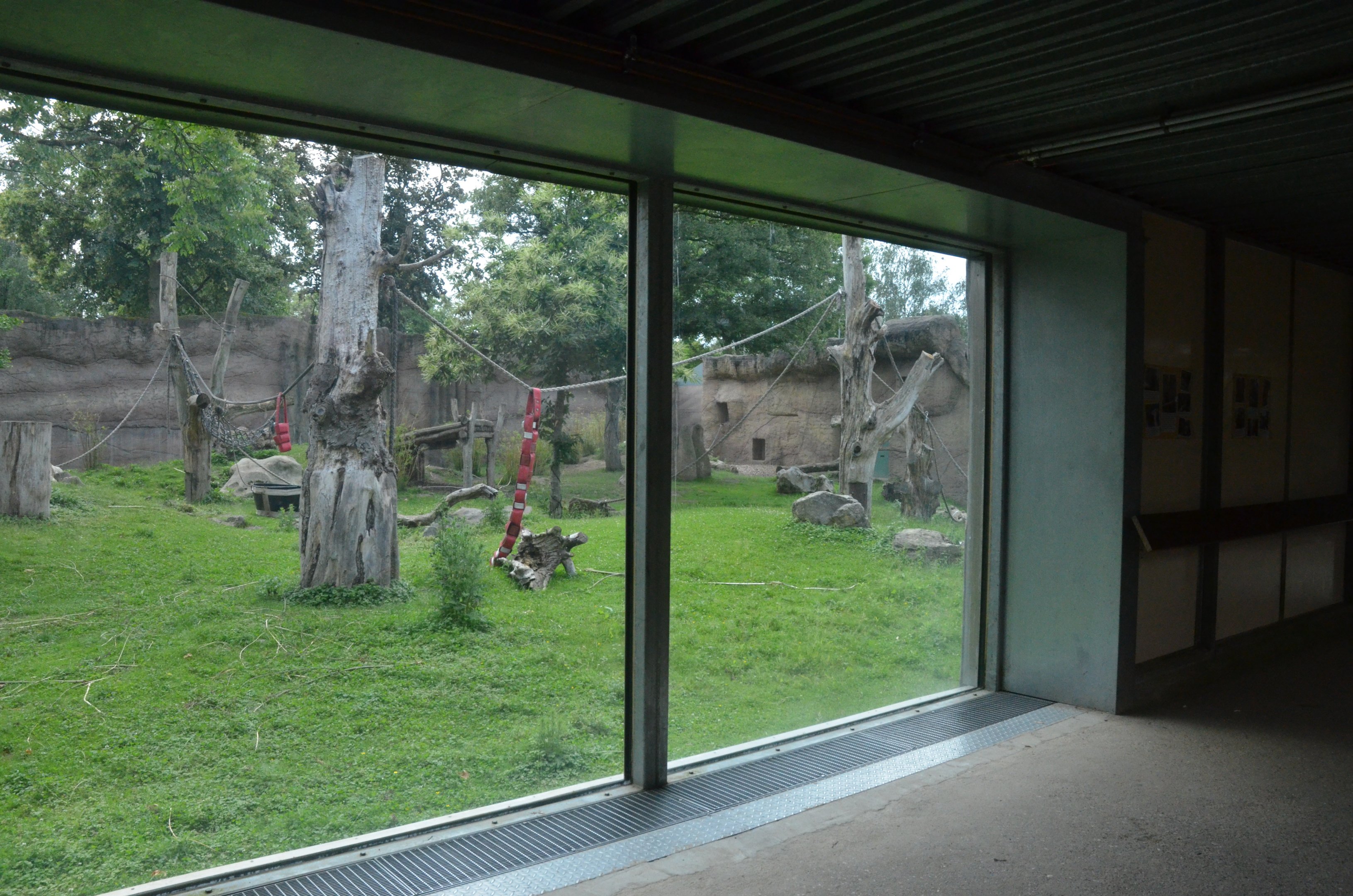View to Gorilla Family Group Enclosure at Krefeld, 15/06/19